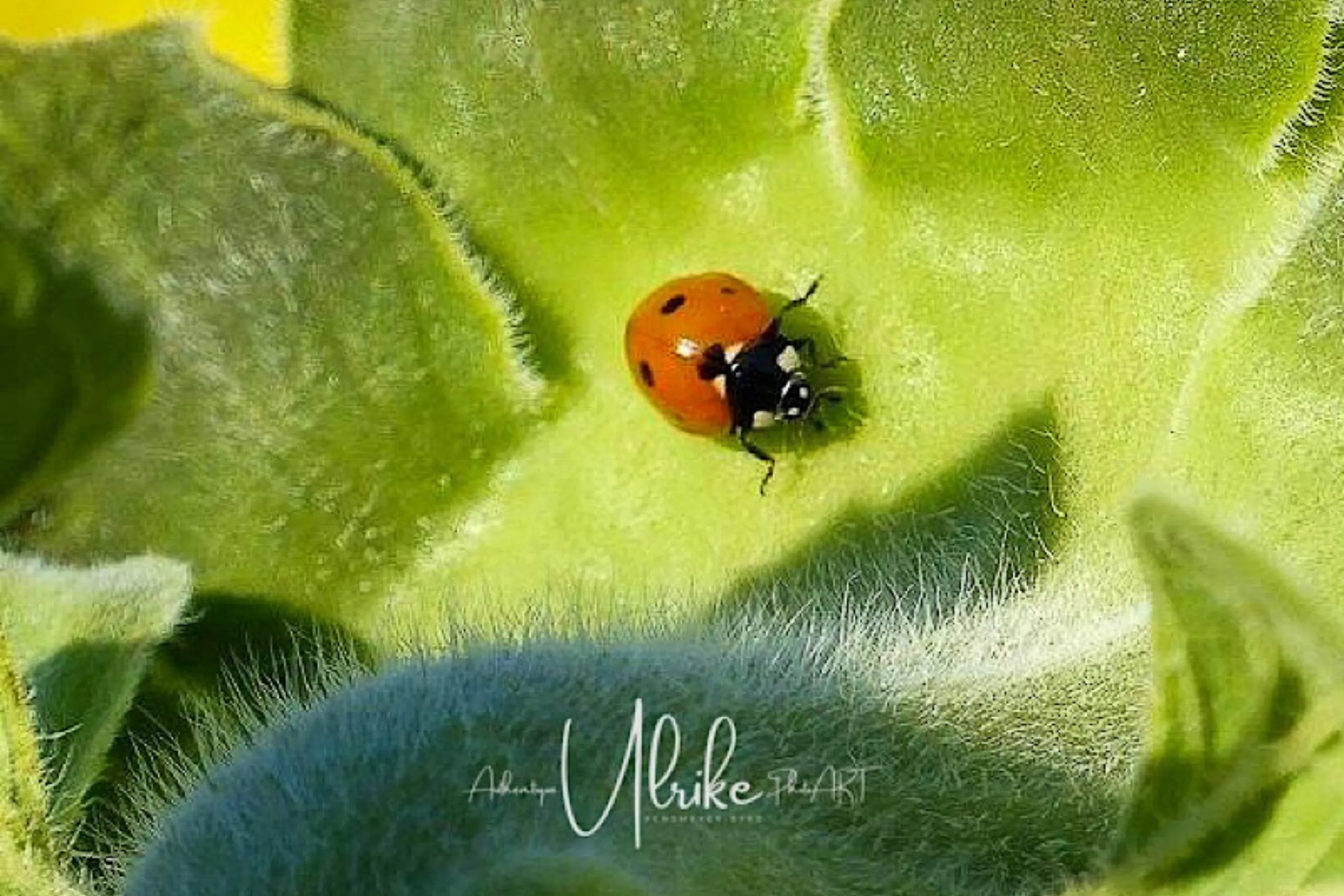 Headerbild Widerruf Ulrike Rensmeyer-Byrd